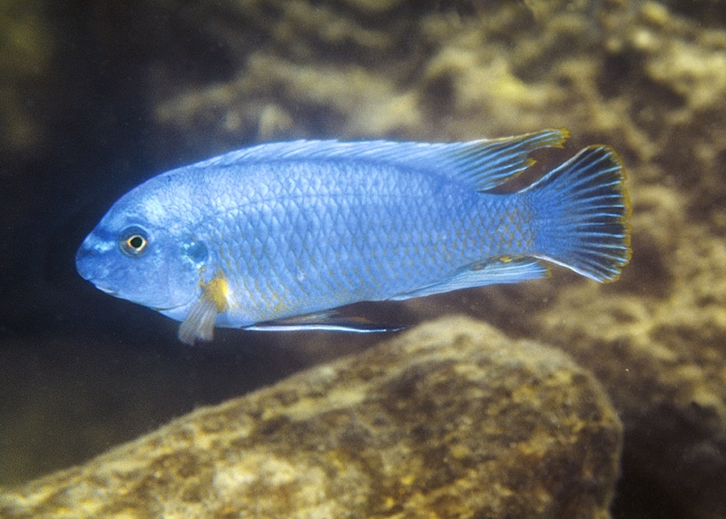 Labeotropheus fuelleborni 'Chirwa Island'